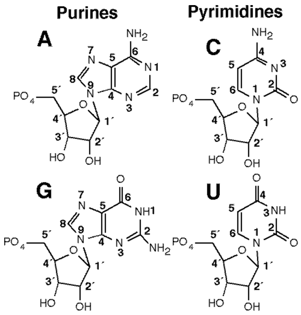 _images/nucleotide_numbering.png